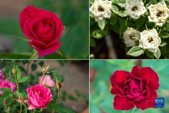 這是云南省安寧市現(xiàn)代農(nóng)業(yè)園區(qū)玫瑰種植示范園里玫瑰新品種的拼版照片。