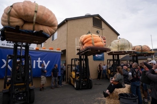  10月9日，在美國加利福尼亞州圣馬特奧縣半月灣舉行的南瓜稱重大賽現(xiàn)場，人們圍觀參賽的南瓜。新華社發(fā)（李建國攝）