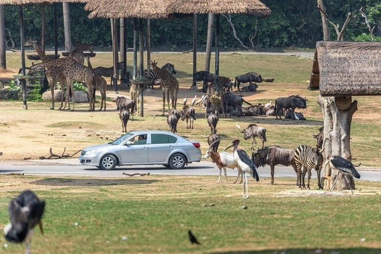 長隆野生動物世界園區(qū)內(nèi)，各類動物生活在一起。鄧泳怡 攝