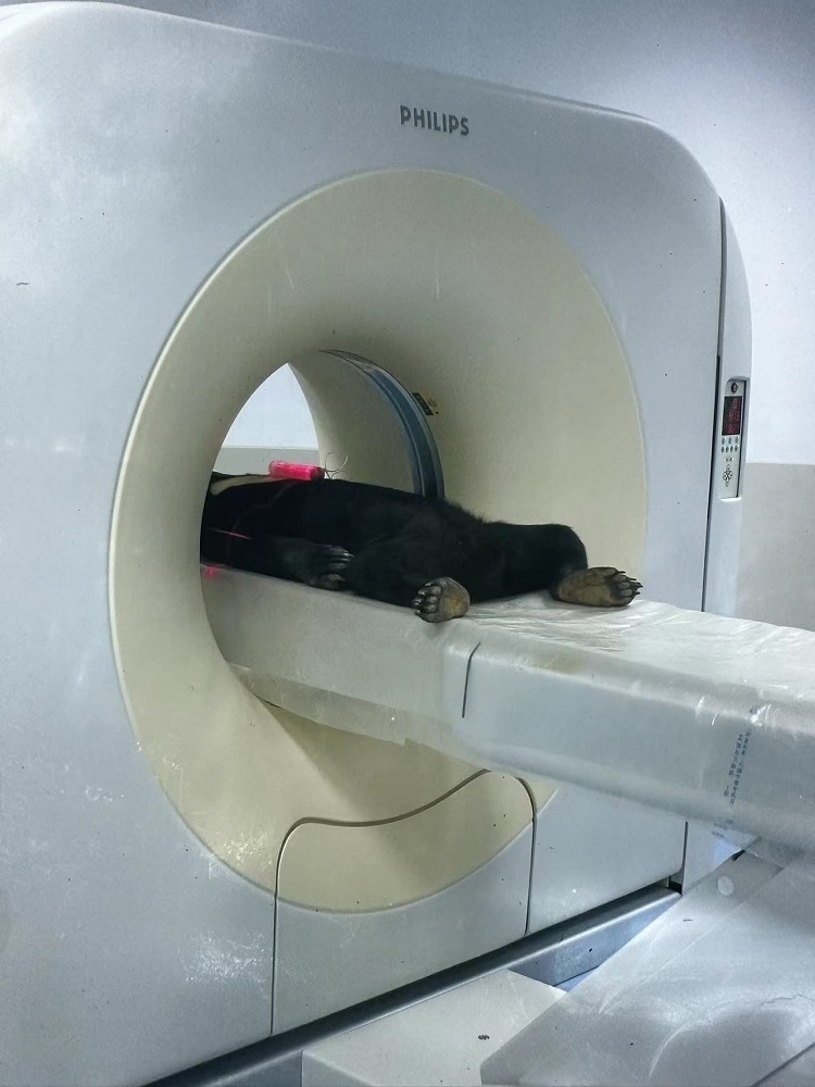 長隆野生動物世界的動物醫(yī)院內(nèi)，馬來熊在做核磁共振檢查。人民網(wǎng)記者 李舫攝