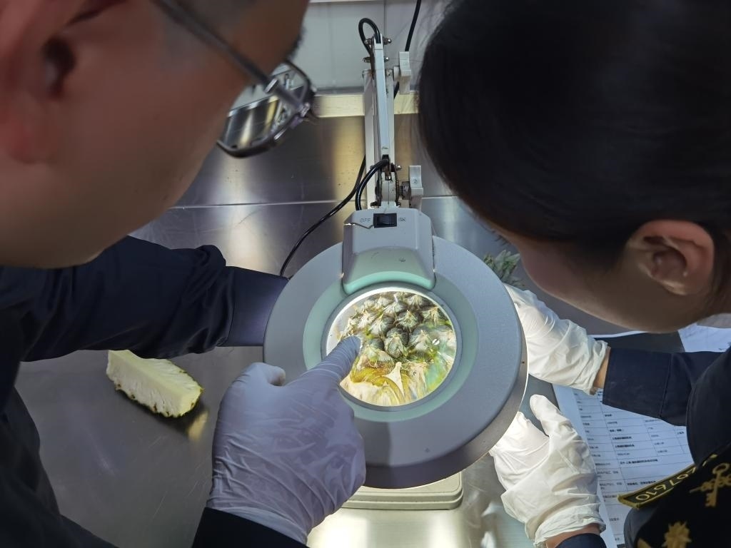 11月3日，上海海關(guān)關(guān)員對首批入境中國、參展第六屆進(jìn)博會(huì)的貝寧菠蘿進(jìn)行檢驗(yàn)檢疫。新華社記者 吳宇 攝