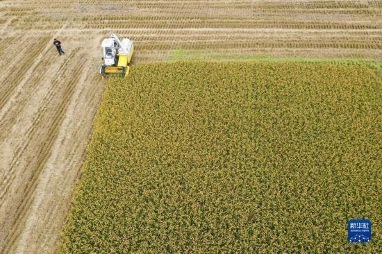 11月4日，在南通市通州區(qū)十總鎮(zhèn)育民村農(nóng)場(chǎng)，一臺(tái)設(shè)置好參數(shù)的無人收割機(jī)在工作中（無人機(jī)照片）。
