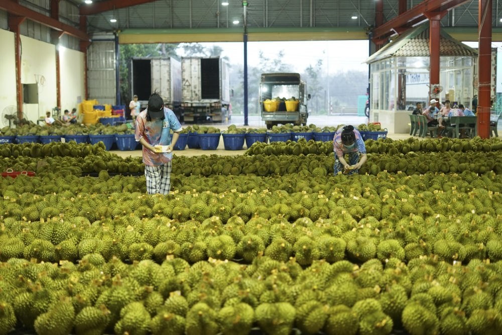 2023年9月15日，在越南多樂省一家榴蓮加工廠，工人在給即將出口到中國的榴蓮包裝貼牌。隨著《區(qū)域全面經(jīng)濟伙伴關(guān)系協(xié)定》紅利釋放，中國—東盟貿(mào)易規(guī)模進(jìn)一步擴大。越來越多東盟國家的優(yōu)質(zhì)水果便捷地進(jìn)入中國市場，走上消費者的餐桌。