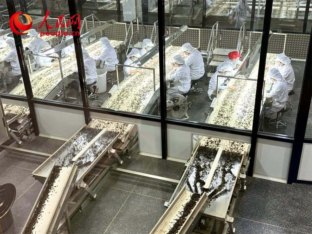 工人在對茶葉進(jìn)行目視揀剔。人民網(wǎng)記者 劉微攝