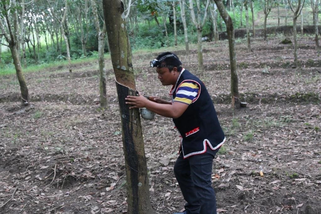 2017年10月，云南省永德縣團(tuán)樹(shù)村佤族膠農(nóng)蔣文富在割膠