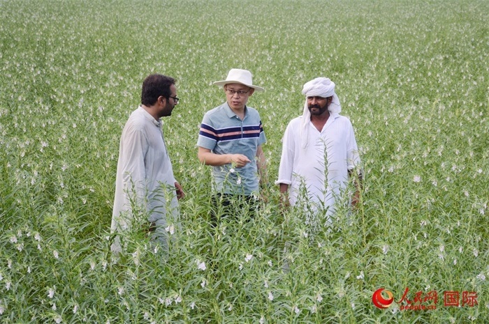 中巴經(jīng)濟走廊農(nóng)業(yè)合作中心負責人席建龍（中）與巴基斯坦當?shù)剞r(nóng)戶在芝麻種植園交流作物生長情況。人民網(wǎng)記者薩義德·邁赫迪攝