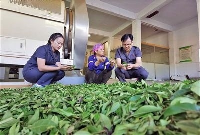  圖③：蒼梧法院六堡法庭法官深入茶企了解企業(yè)生產(chǎn)經(jīng)營情況。