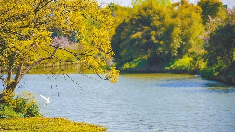  碧波蕩漾 浙江嘉興市海鹽縣望海街道永福社區(qū)荷花池，一汪碧水波光粼粼，風光旖旎。當?shù)厥冀K堅持綠色發(fā)展，促進人與自然和諧共生。 肖弗勒模具（嘉興）有限公司德國籍經(jīng)理 湯姆·魯特納攝 “當?shù)卮迕窀嬖V我，如今環(huán)境變好了，茶余飯后，大家都會到河邊散散步，欣賞美景，和鄰居聊聊天。我想，好生態(tài)是大自然的饋贈，更是長三角地區(qū)大力治理生態(tài)環(huán)境的結(jié)果。希望美麗中國的綠色發(fā)展之路越走越好?！? /></p> <p style=