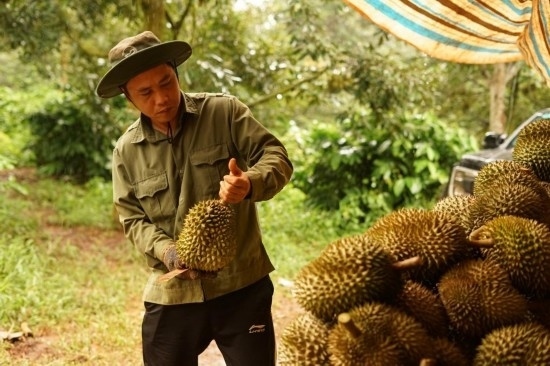 9月15日，在越南多樂省一家榴蓮果園，一名果農(nóng)初步清潔剛采摘的榴蓮。依托中國(guó)-東盟博覽會(huì)等平臺(tái)，越來(lái)越多東盟國(guó)家的榴蓮得以更加便捷地進(jìn)入中國(guó)市場(chǎng)，并以更加優(yōu)惠的價(jià)格走上消費(fèi)者的餐桌。（新華社記者胡佳麗攝）