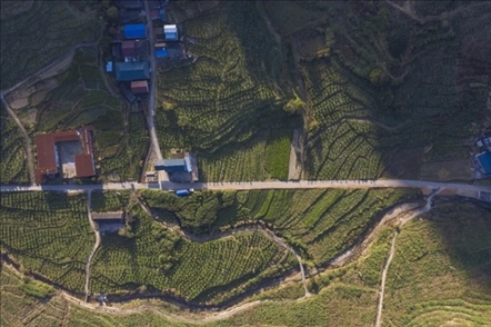 漠源鄉(xiāng)西柚基地。將樂縣農(nóng)業(yè)農(nóng)村局供圖