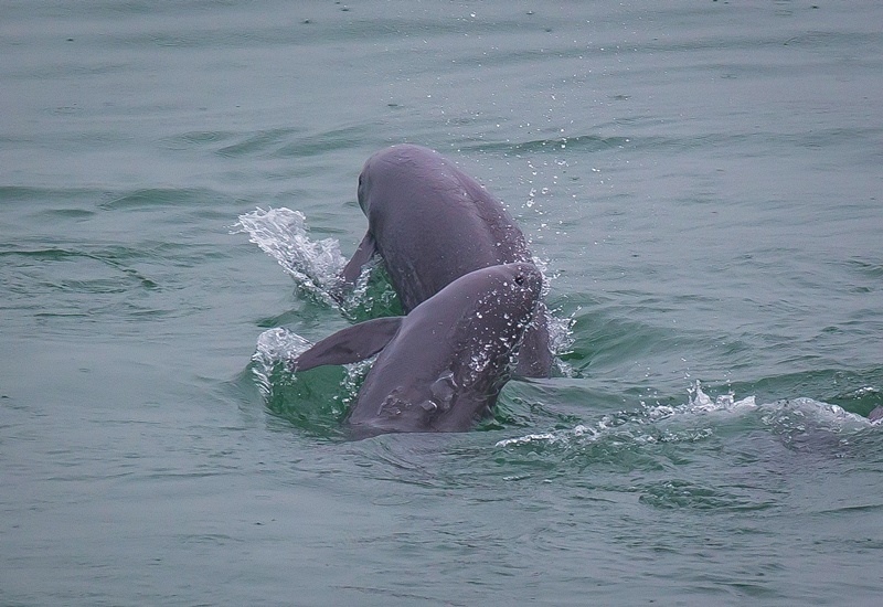 2021年5月10日，在湖北省宜昌市江邊，長江江豚在水中嬉戲。