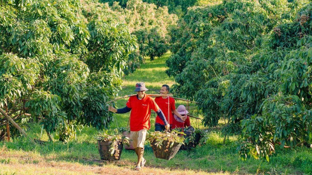 2023年10月，泰國尖竹汶府的龍眼種植園內(nèi)，采果工人正在運(yùn)輸新采摘的龍眼。（黎銀成攝 新華社發(fā)）