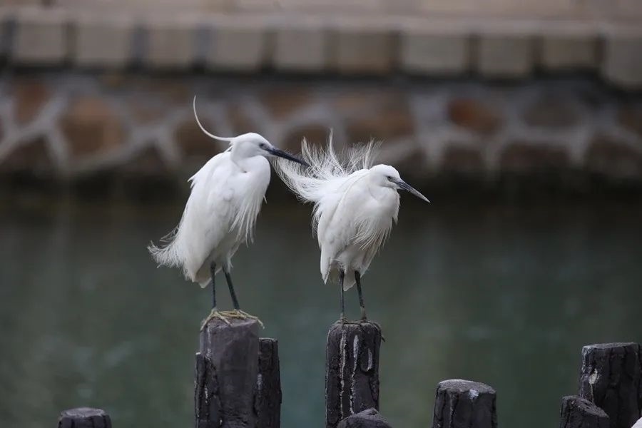 筼筜湖白鷺。人民網(wǎng)記者 陳博 攝