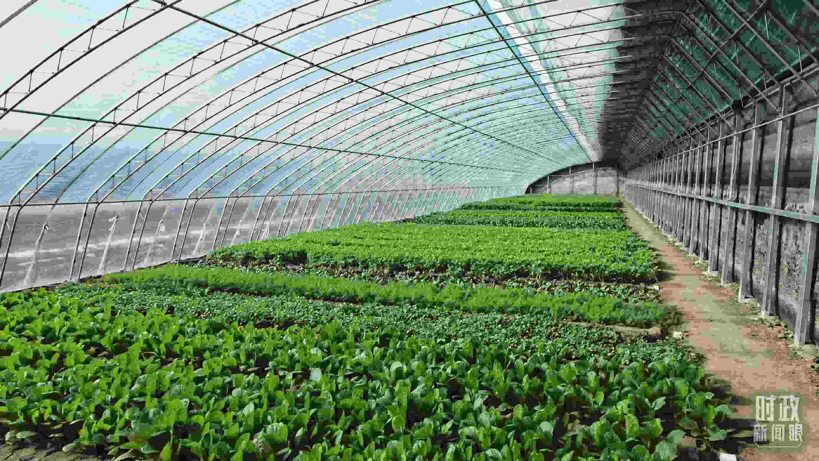 △第六埠村蔬菜大棚。（總臺央視記者郭鴻拍攝）