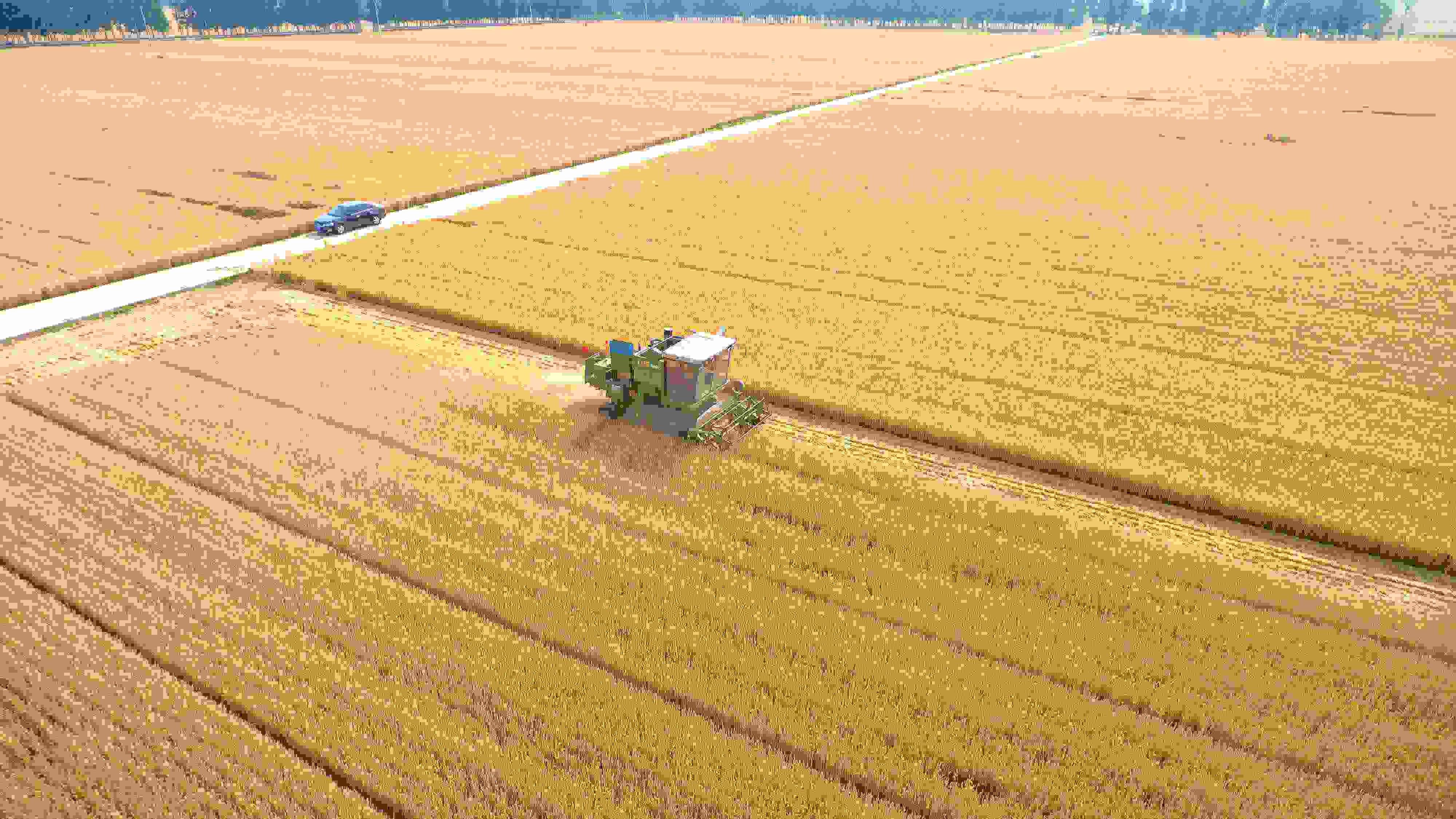 △ 2023年6月5日，山東聊城茌平區(qū)賈寨鎮(zhèn)王藥包村，收割機在田間進行小麥收割作業(yè)。