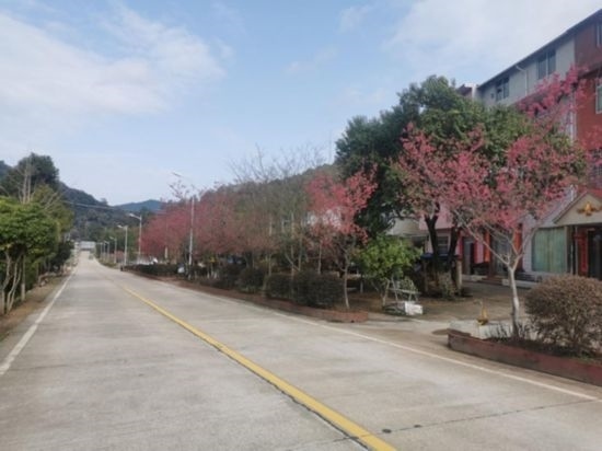 道路兩旁的山櫻花。將樂(lè)縣農(nóng)業(yè)農(nóng)村局供圖