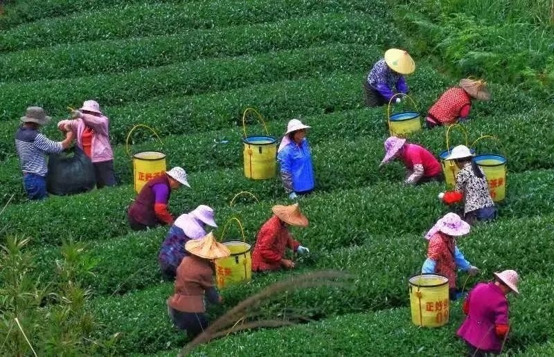 △軍營村茶農(nóng)在茶園采茶。