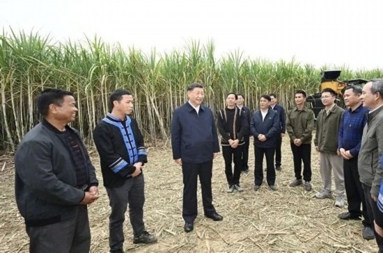 2023年12月14日，習(xí)近平總書記在廣西來賓市國家現(xiàn)代農(nóng)業(yè)產(chǎn)業(yè)園黃安優(yōu)質(zhì)“雙高”糖料蔗基地考察。