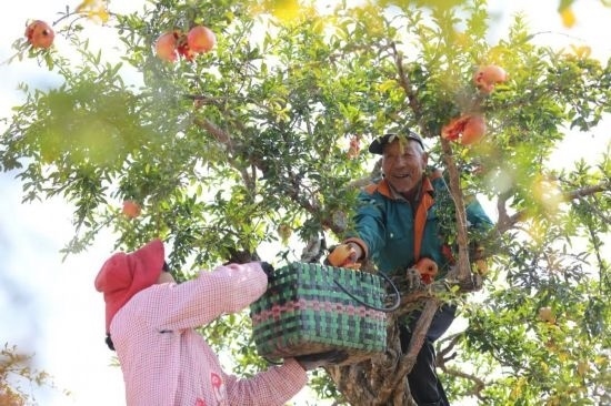 紅彤彤的石榴掛滿枝頭，農(nóng)戶們穿梭在林中采摘，享受著豐收的喜悅。