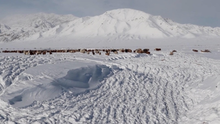 蒙古國近日發(fā)生雪災(zāi)。圖片來源：蒙政府網(wǎng)站