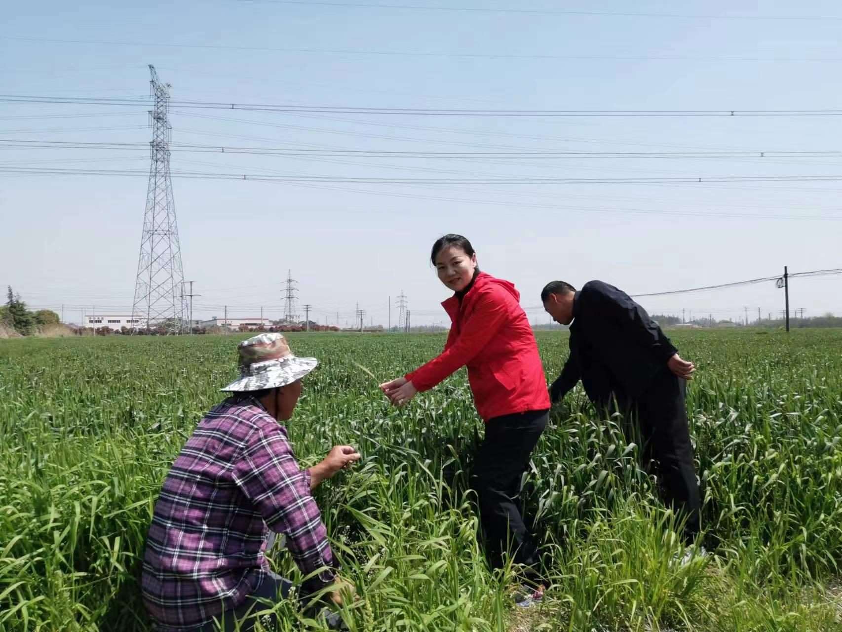 魏巧在田間察看農(nóng)作物長勢。