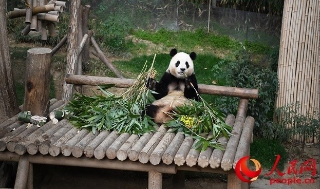 “福寶”享用新鮮的竹子。人民網(wǎng) 李帆攝