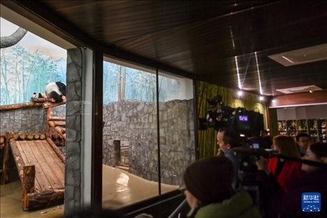 3月8日，人們在俄羅斯莫斯科動物園觀看大熊貓“喀秋莎”（左）和媽媽“丁丁”。新華社記者 曹陽 攝