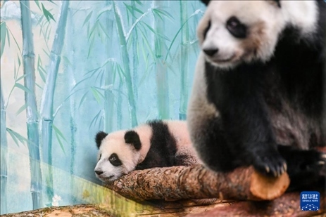 這是3月8日在俄羅斯莫斯科動物園拍攝的大熊貓“喀秋莎”（左）和媽媽“丁丁”。新華社記者 曹陽 攝