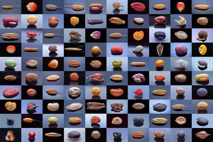 微距鏡頭下，湖南省農(nóng)作物種質(zhì)資源庫的種子千姿百態(tài)（100個種子拼版照片）。