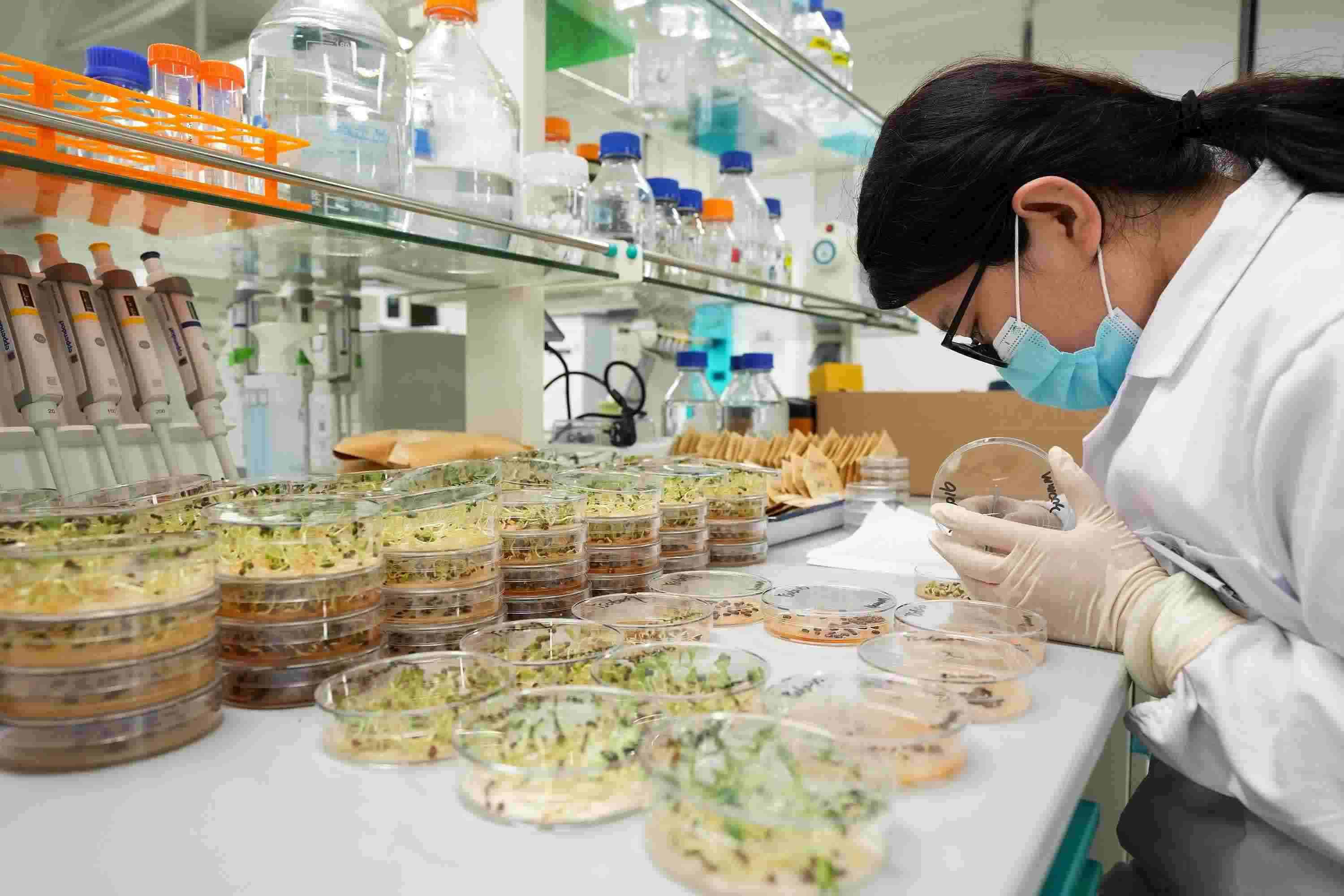 △ 海南三亞崖州灣科技城的崖州灣種子實(shí)驗(yàn)室，科研人員正在觀察種子樣本。