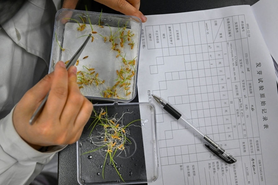 2022年3月23日，在湖南省農(nóng)作物種質(zhì)資源庫實驗室，檢測員對保存的水稻種子進行發(fā)芽試驗檢測。