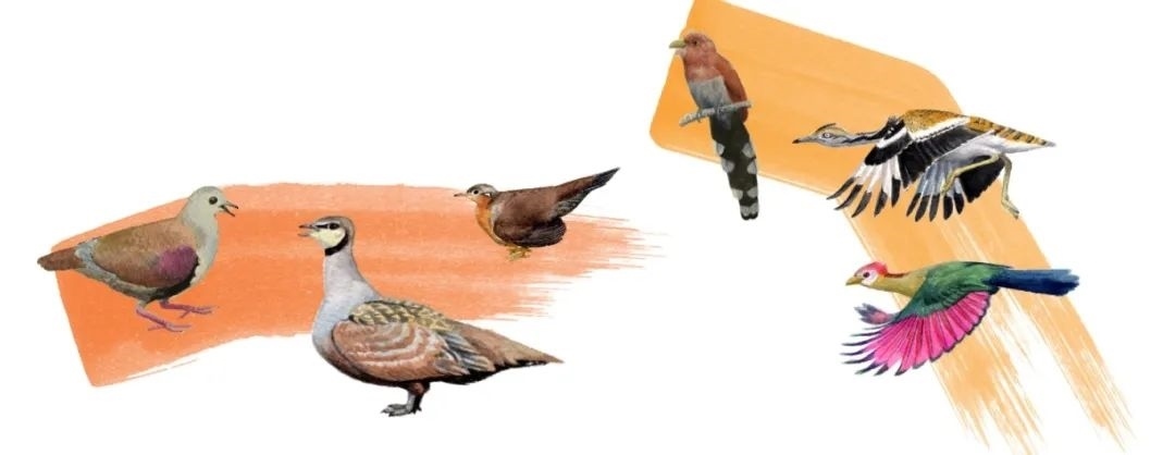 鴿鴇類。浙江大學供圖