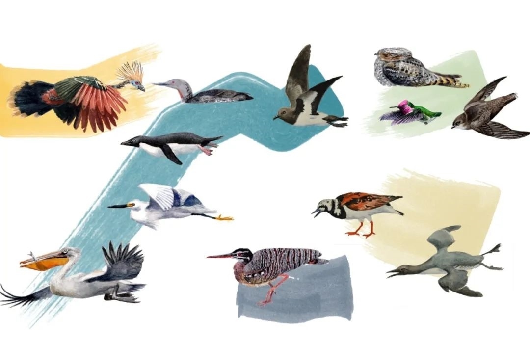 元素鳥類。浙江大學供圖