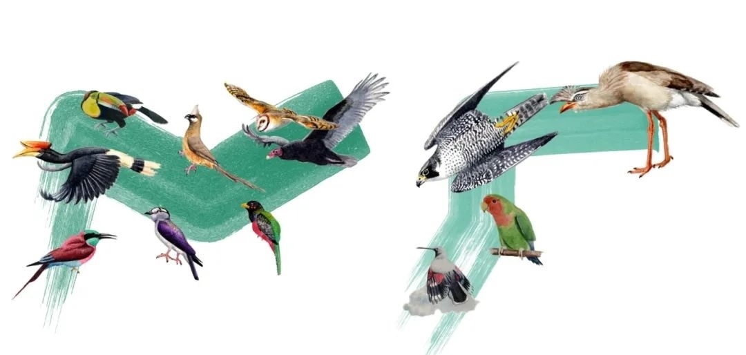 陸鳥類。浙江大學供圖