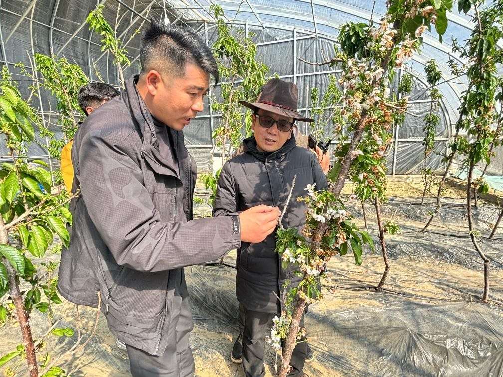 山東援藏小組及技術(shù)人員在大棚查看果蔬長(zhǎng)勢(shì)。（受訪者供圖）