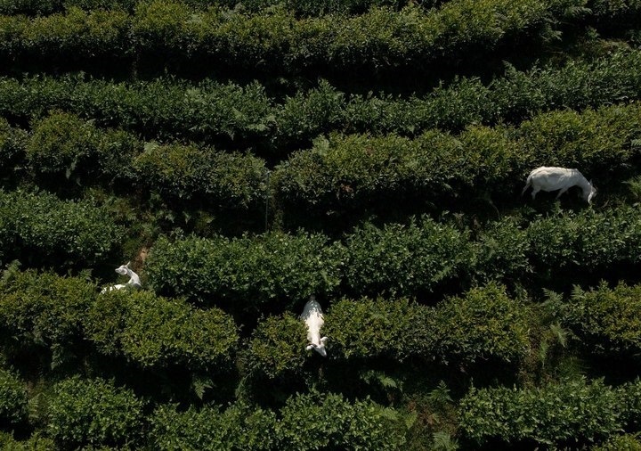 惠明茶園，養(yǎng)羊控草。供圖 共享聯(lián)盟·景寧