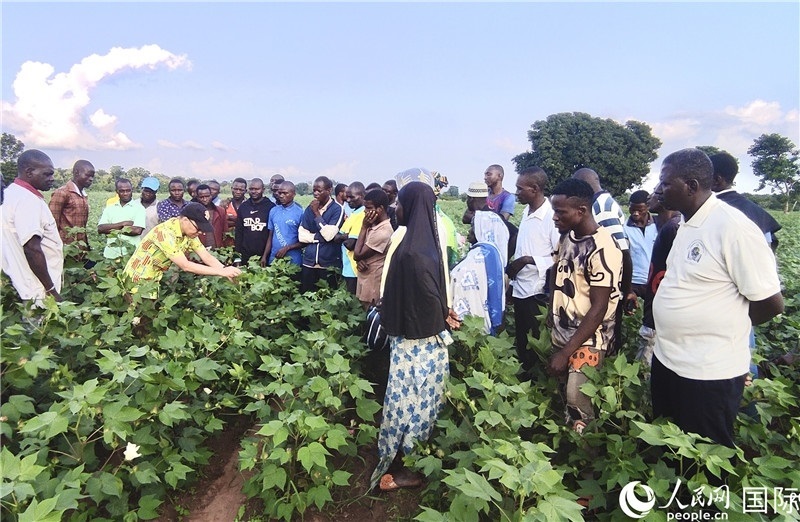 當(dāng)?shù)孛揶r(nóng)紛紛向中國(guó)專家學(xué)習(xí)技術(shù)。人民網(wǎng)記者 黃培昭攝