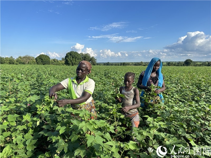 當(dāng)?shù)孛揶r(nóng)在麥田里勞作。人民網(wǎng)記者 黃培昭攝