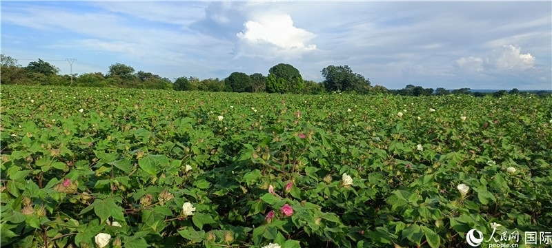 中國(guó)技術(shù)培養(yǎng)的當(dāng)?shù)孛藁ㄌ?。人民網(wǎng)記者 黃培昭攝