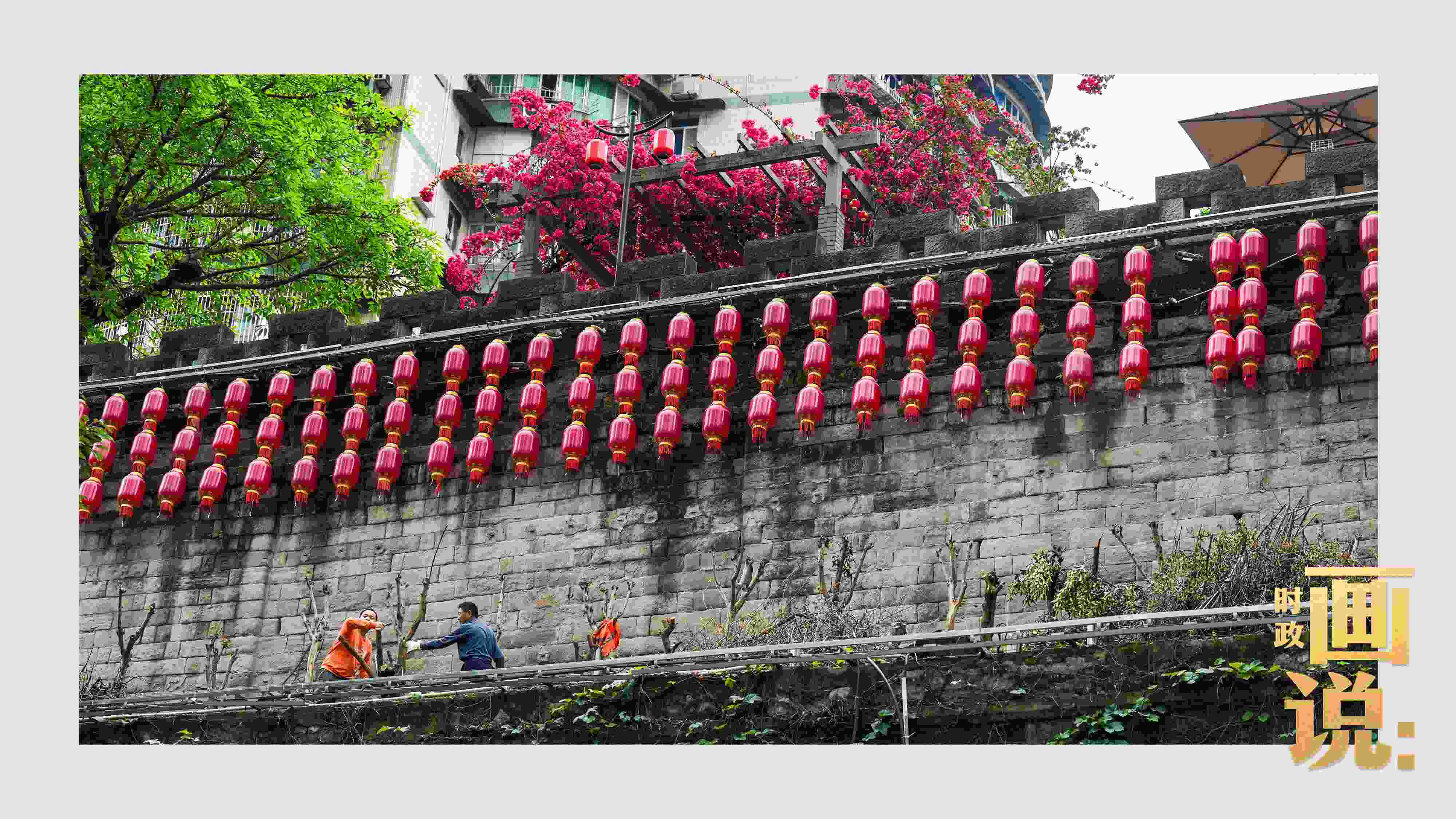 △盛放的三角梅下，園林工人修剪著古老通遠(yuǎn)門城墻上的一抹新綠。