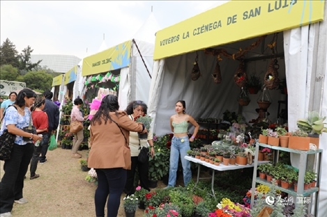 坎波·馬特活動現(xiàn)場。埃內(nèi)斯托·多明戈斯攝