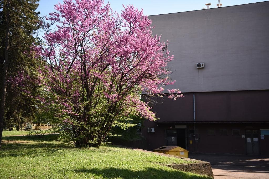 斯梅戴雷沃鋼廠里盛開(kāi)的南歐紫荊花。