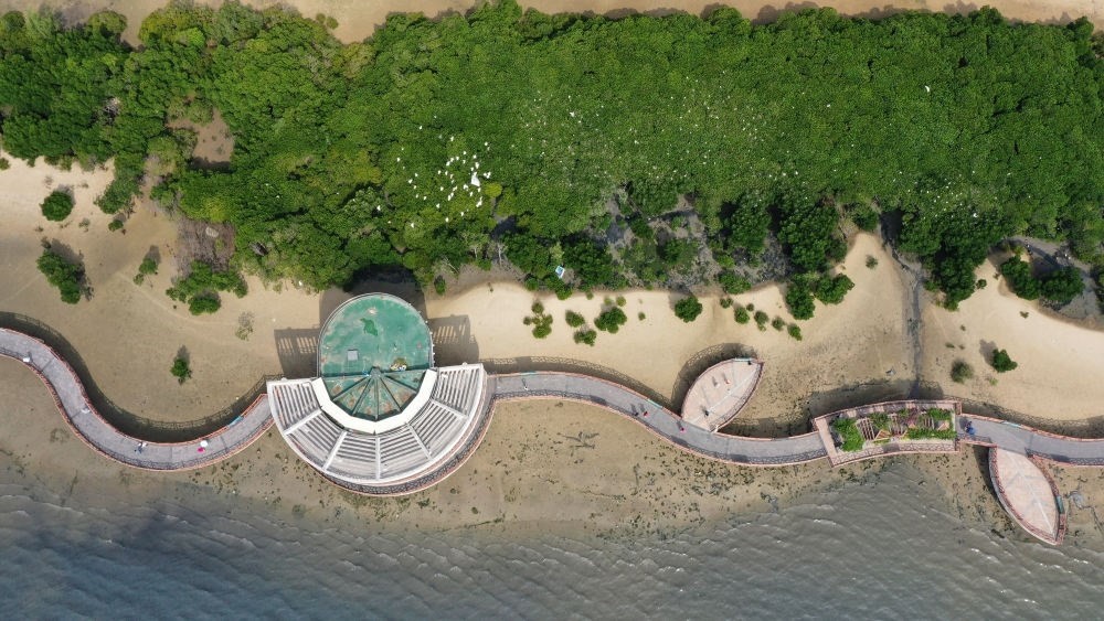 俯瞰廣東湛江市區(qū)海邊的紅樹林（2023年5月25日攝，無(wú)人機(jī)照片）。