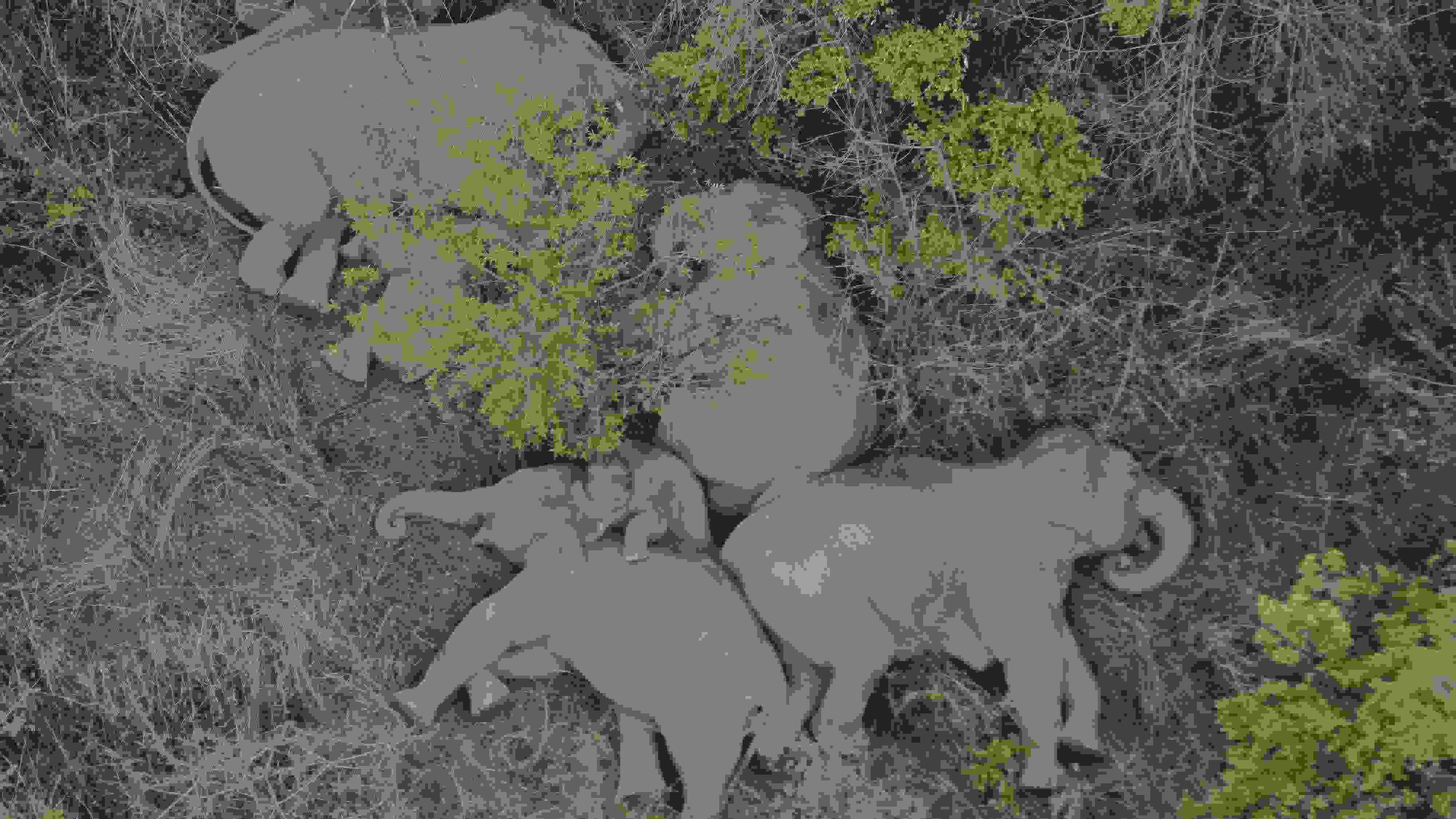 2021年6月7日，航拍顯示亞洲象群在云南省昆明市晉寧區(qū)夕陽(yáng)鄉(xiāng)山林地里睡覺休息。