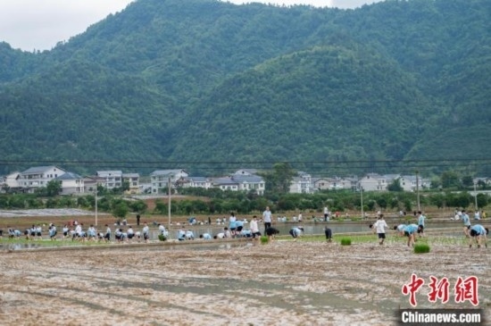 圖為5月21日，綏陽縣旺草中學(xué)學(xué)生在旺草萬畝大壩體驗(yàn)插秧。唐哲 攝