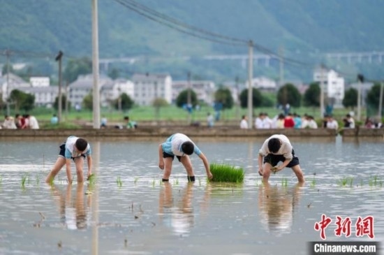 圖為5月21日，綏陽縣旺草中學(xué)學(xué)生在旺草萬畝大壩體驗(yàn)插秧。唐哲 攝