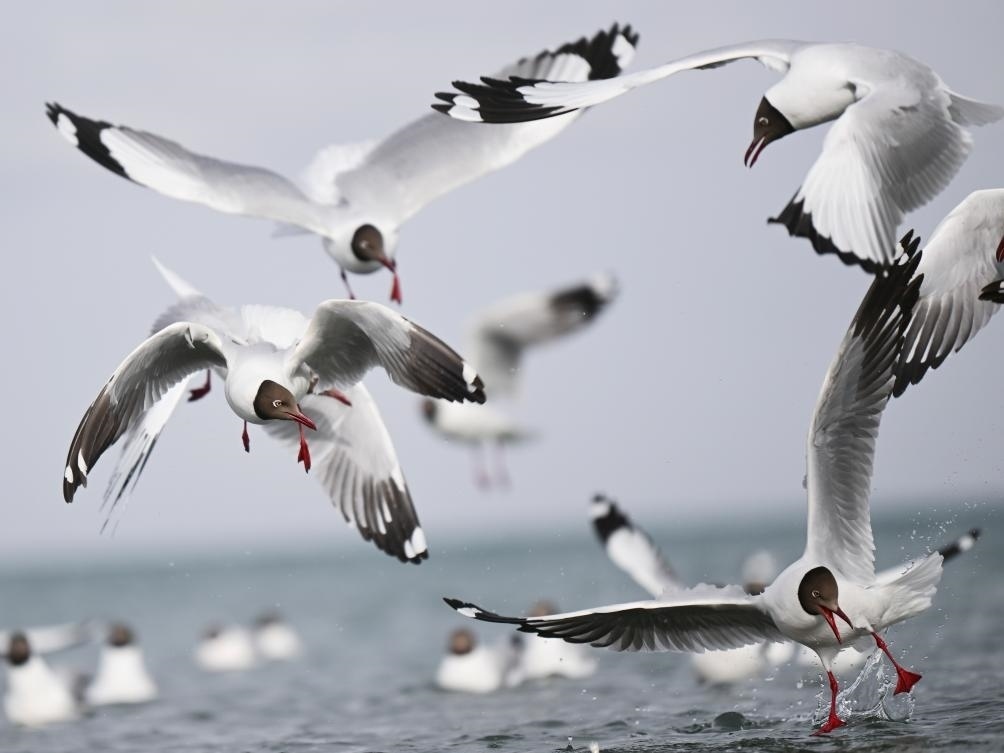 這是2023年4月13日在青海湖拍攝的棕頭鷗。新華社記者 張龍 攝