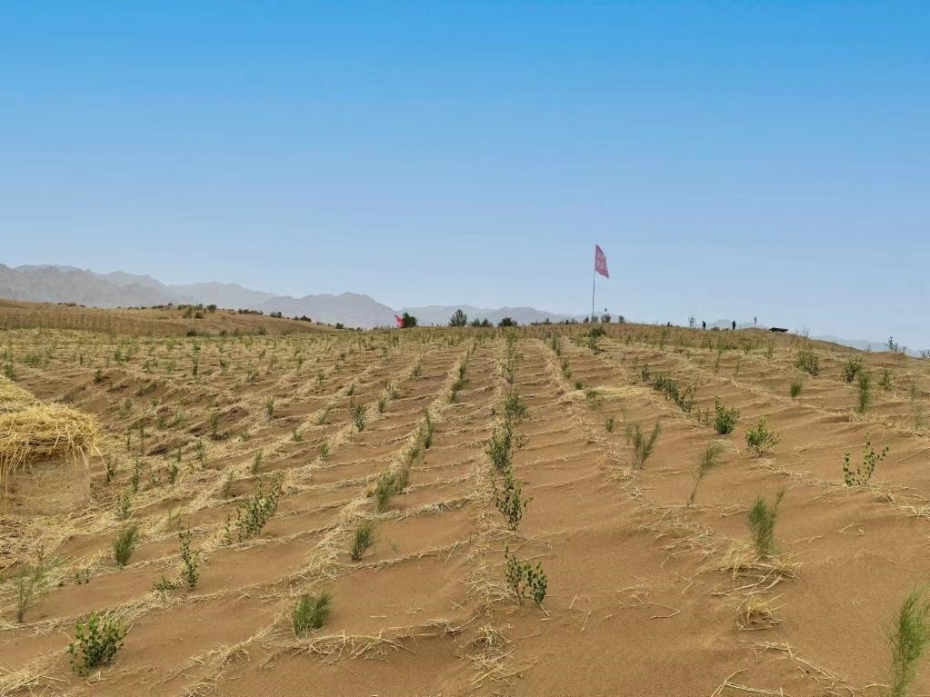 內(nèi)蒙古巴彥淖爾市杭錦后旗治沙新品種沙木蓼和四翅濱藜苗木示范區(qū)。新華社記者 李云平 攝