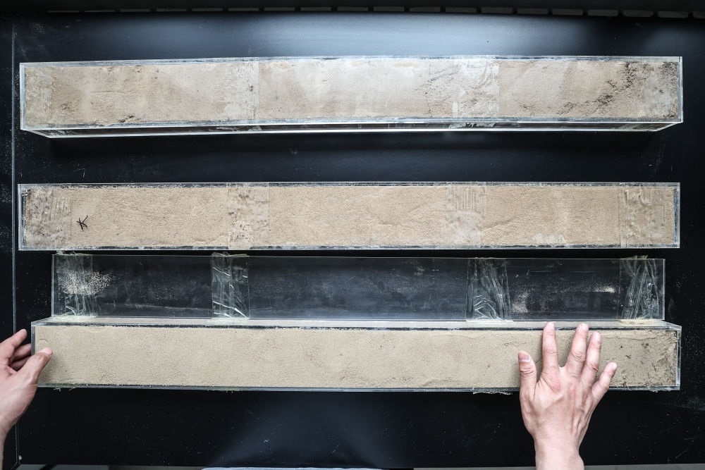 “草根博士”呂林有在遼寧省農(nóng)業(yè)科學院沙地治理與利用研究所章古臺基地實驗室整理提取的沙地土壤剖面樣本（2024年5月30日攝）。新華社記者 潘昱龍 攝