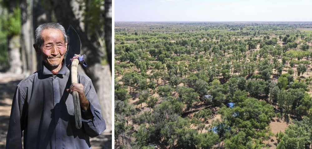 拼版照片：左圖為內(nèi)蒙古鄂托克前旗呼和陶勒蓋嘎查的牧民曹扎娃出門勞作（2023年6月14日攝）；右圖為曹扎娃的承包地（2023年6月14日攝，無人機照片）。20世紀80年代，在毛烏素沙地中，曹扎娃主動承包了2300多畝沙地。這么多年來，曹扎娃堅持種樹治沙，最終將沙地變成了林海。新華社記者 劉磊 攝